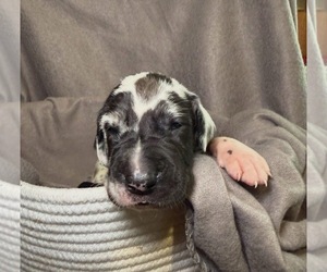 Medium Great Dane