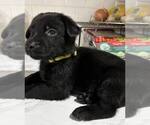 Small #2 Shepradors