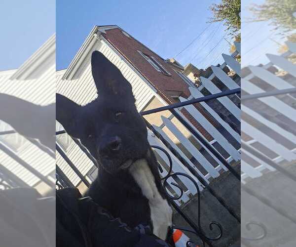 Medium Photo #13 Mutt Puppy For Sale in Caldwell, NJ, USA