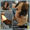 Small Photo #1 Olde English Bulldogge Puppy For Sale in LEES SUMMIT, MO, USA