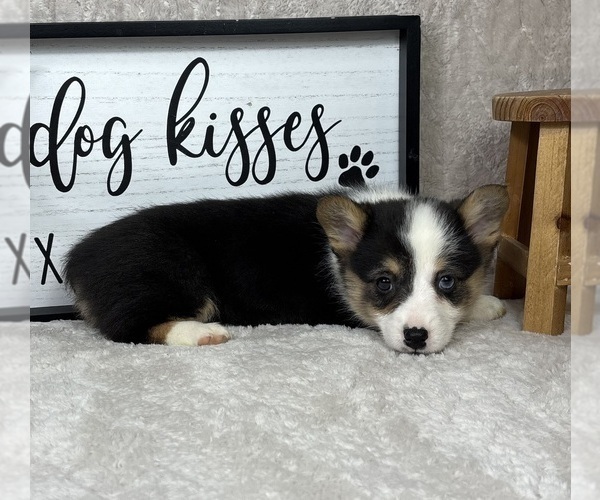 Medium Photo #3 Pembroke Welsh Corgi Puppy For Sale in FRANKLIN, IN, USA
