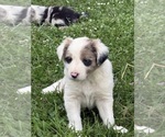 Small #4 Border Collie