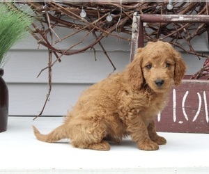 Goldendoodle (Miniature) Puppy for sale in SUGARCREEK, OH, USA