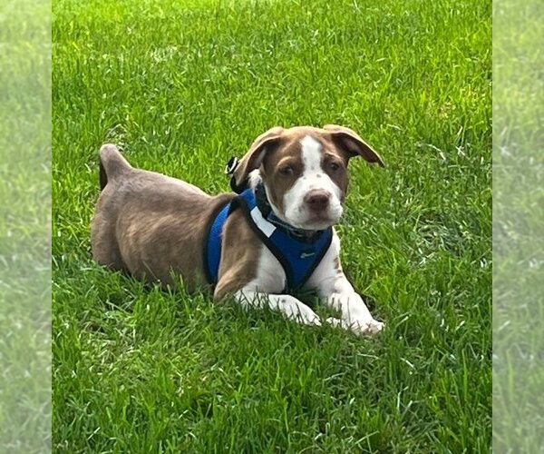 Medium Photo #6 Mutt Puppy For Sale in Wyoming, MI, USA