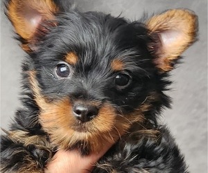 Yorkshire Terrier Puppy for Sale in HUDSON, Florida USA