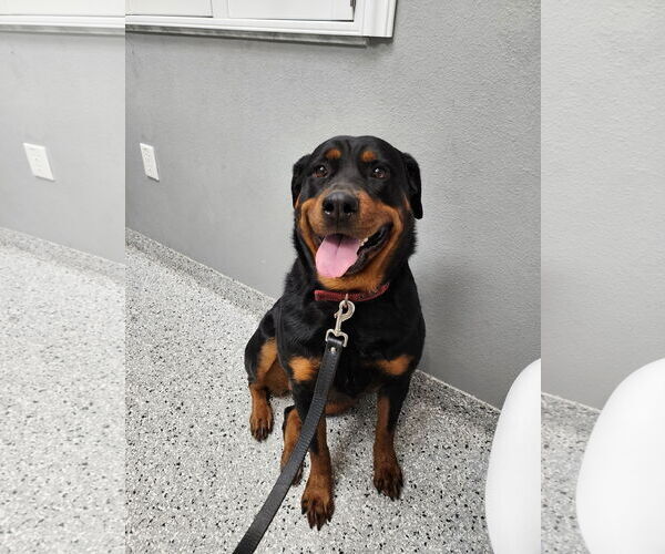 Medium Photo #3  Puppy For Sale in , 