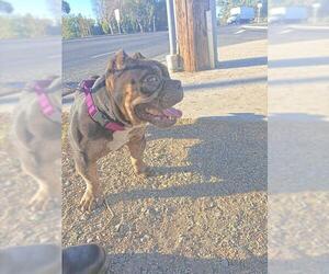 Bulldog-Unknown Mix Dogs for adoption in Martinez, CA, USA