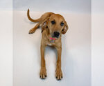 Small #4 Labrador Retriever Mix