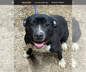 Bull Terrier-Unknown Mix Dogs for adoption in Benton, PA, USA