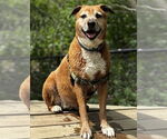 Small #8 Labrador Retriever Mix