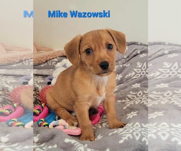 Medium Photo #1 Chihuahua-Unknown Mix Puppy For Sale in Des Moines, IA, USA