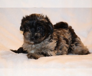 Yorkiepoo mix (+ Poodle Toy) Puppy for sale in DYERSBURG, TN, USA