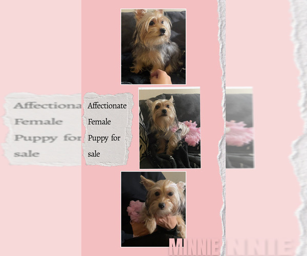 Medium Photo #1 Yorkshire Terrier Puppy For Sale in LOWELL, MA, USA