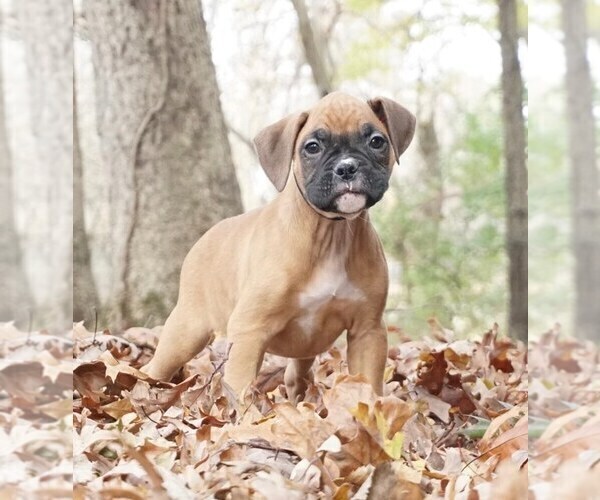 Medium Photo #2 Boxer Puppy For Sale in WARSAW, IN, USA