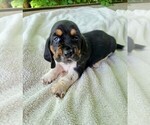 Puppy Pink collar Basset Hound