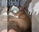 Small #2 American Pit Bull Terrier-Chocolate Labrador retriever Mix