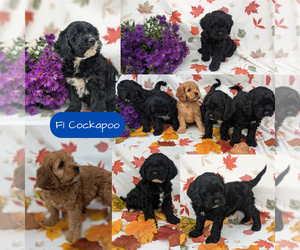 Cockapoo Litter for sale in GOSHEN, IN, USA