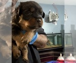 Small #2 Rottweiler