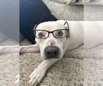 Small #2 American Pit Bull Terrier Mix