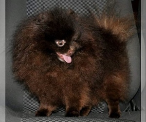 Father of the Pomeranian puppies born on 11/26/2021