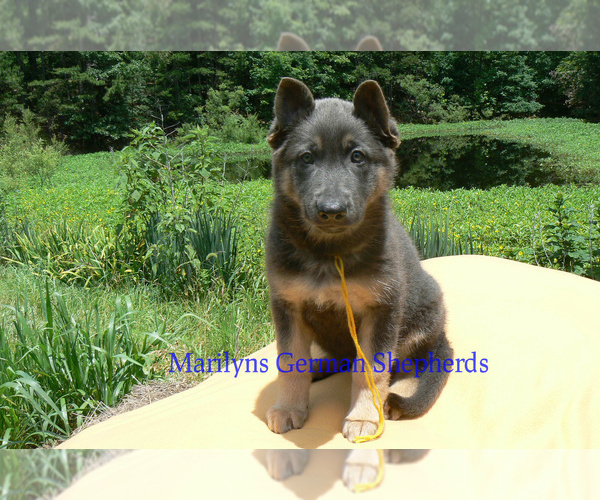 Medium Photo #3 German Shepherd Dog Puppy For Sale in PIEDMONT, MO, USA