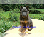 Small Photo #3 German Shepherd Dog Puppy For Sale in PIEDMONT, MO, USA