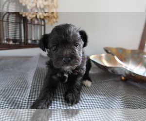 Schnoodle (Miniature) Puppy for sale in FORT WAYNE, IN, USA
