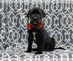 Small Photo #1 Great Dane Puppy For Sale in LAKELAND, FL, USA