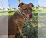 Small American Staffordshire Terrier Mix