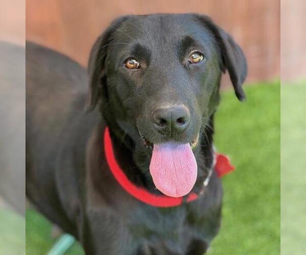 Medium Photo #2 Labrador Retriever Puppy For Sale in San Diego, CA, USA