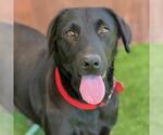 Small #1 Labrador Retriever