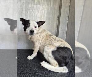 American Staffordshire Terrier-Unknown Mix Dogs for adoption in San Antonio, TX, USA