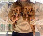 Small #5 Golden Retriever