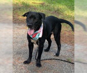 Labrador Retriever-Unknown Mix Dogs for adoption in Shillington, PA, USA