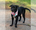 Jane - Female Labrador Retriever-Unknown Mix Dog for Adoption - Small photo