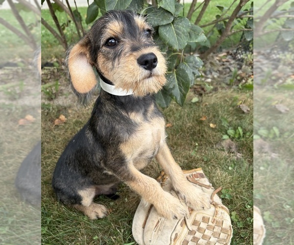 Medium Photo #5 Schnoodle (Miniature) Puppy For Sale in MIDDLEBURY, IN, USA