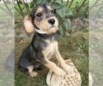 Theodore - Male Schnoodle (Miniature) Puppy for Sale - Photo #5