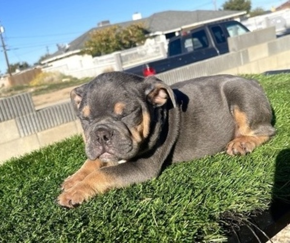 Medium Photo #3 English Bulldog Puppy For Sale in WEST HOLLYWOOD, CA, USA