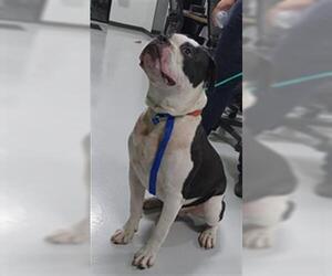 American Pit Bull Terrier Dogs for adoption in Temple, TX, USA