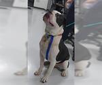 Small American Pit Bull Terrier