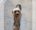 Small #1 Mutt