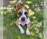 Small #1 Mutt