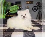 Small Photo #4 Pomeranian Puppy For Sale in FRANKLIN, IN, USA