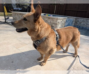 Mutt Dogs for adoption in Rosenberg, TX, USA