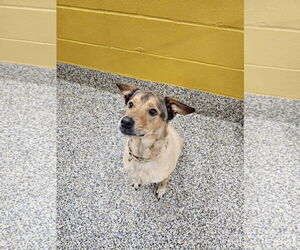 Labrador Retriever-Unknown Mix Dogs for adoption in Metairie, LA, USA