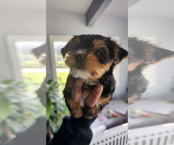Medium Photo #16 Yorkshire Terrier Puppy For Sale in LINCOLN CITY, OR, USA