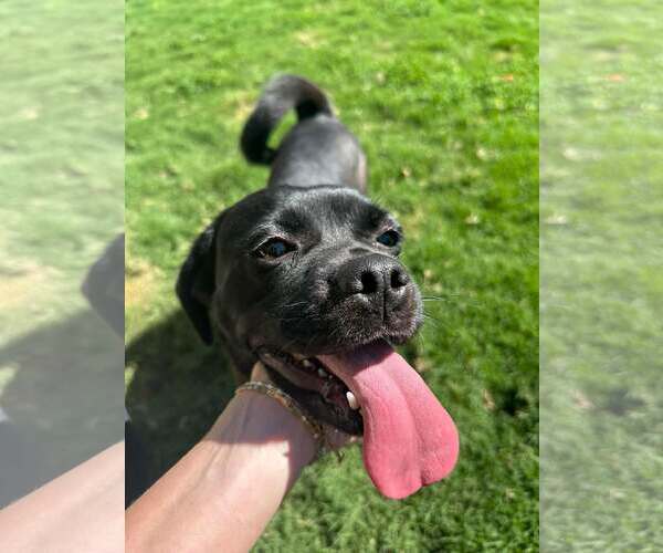 Medium Photo #2 Labrador Retriever-Pug Mix Puppy For Sale in San Diego, CA, USA