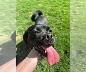 Dratini - Female Labrador Retriever-Pug Mix Dog for Adoption - Photo #2