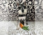 Small Photo #1 Schnauzer (Miniature) Puppy For Sale in MARTINSVILLE, IN, USA