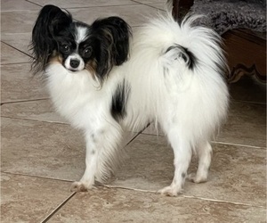 Mother of the Papillon puppies born on 10/03/2022